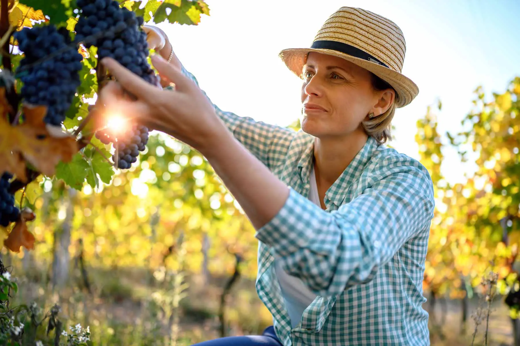 woman-picking-grapes Smiling vintner examining grapes in vineyard